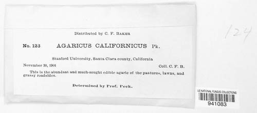 Agaricus californicus image